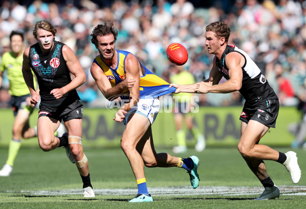 AFL Rd 6 - Port Adelaide v West Coast - A-1271798