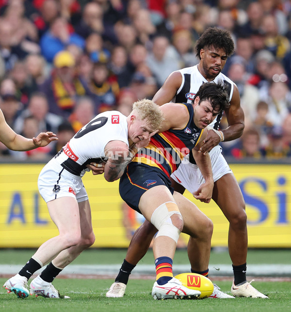 AFL Rd 7 - Adelaide v Collingwood - A-1383938