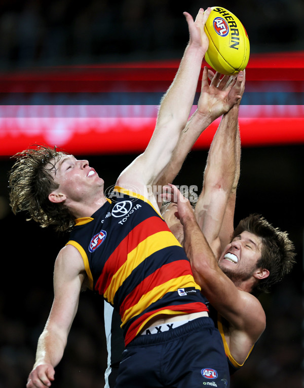 AFL Rd 7 - Adelaide v Collingwood - A-1390193